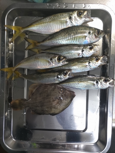 アジの釣果