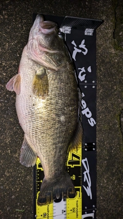 ブラックバスの釣果