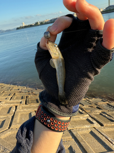 ハゼの釣果