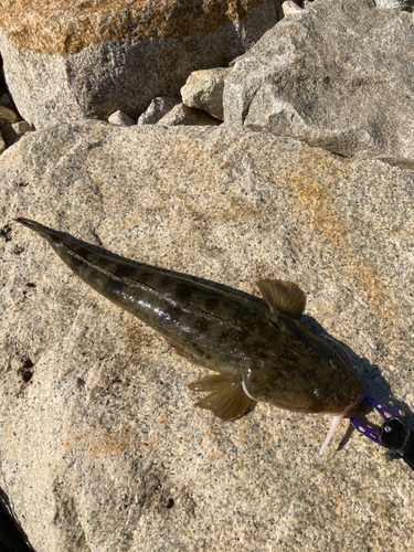 マゴチの釣果