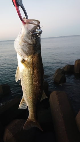 フッコ（マルスズキ）の釣果