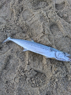 サゴシの釣果