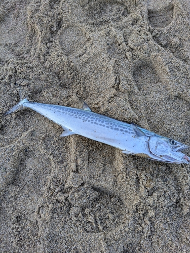 サゴシの釣果