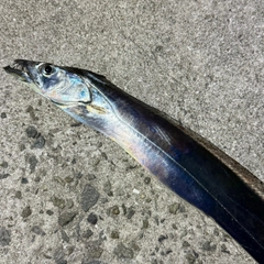 タチウオの釣果