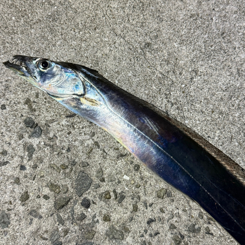 タチウオの釣果