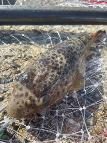 フグの釣果