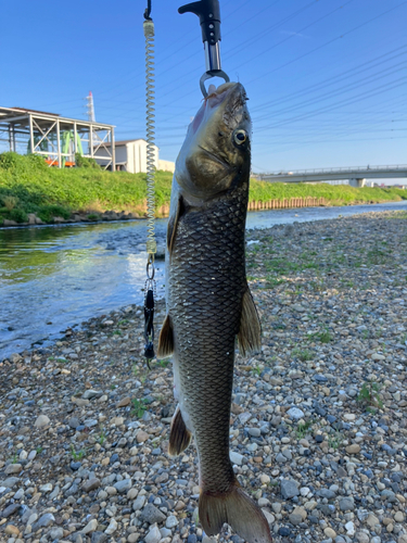 ニゴイの釣果