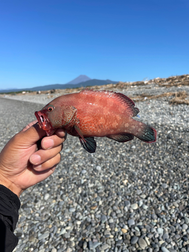 ハタの釣果