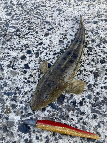 マゴチの釣果