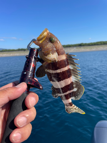 アオハタの釣果