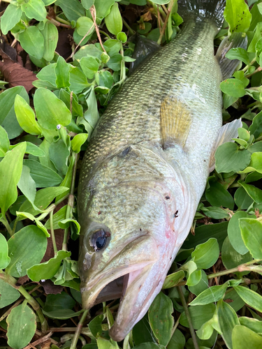 ラージマウスバスの釣果