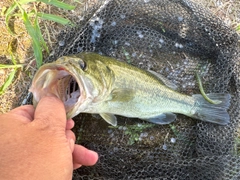 ラージマウスバスの釣果