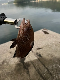 オオモンハタの釣果