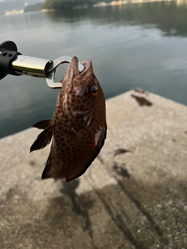 エソの釣果