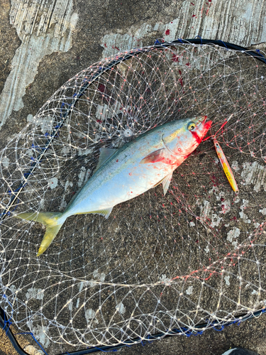 ハマチの釣果