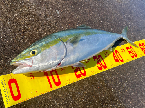 イナダの釣果