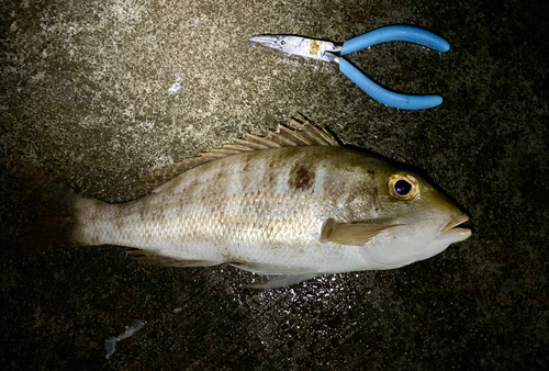 イトフエフキの釣果