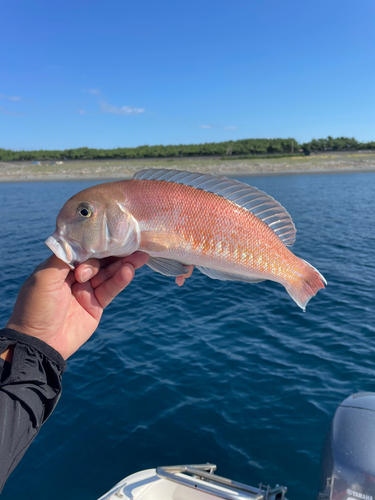 シロアマダイの釣果