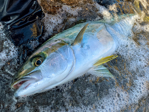 ヒラマサの釣果