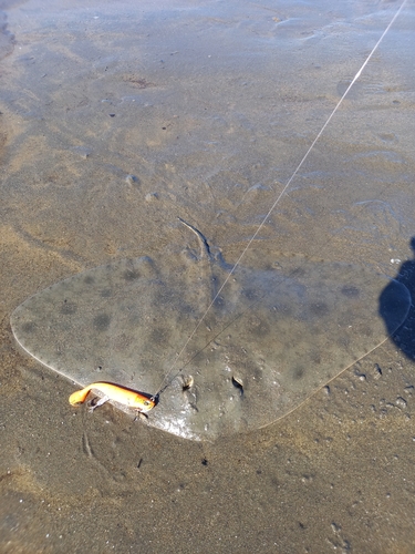 ツバクロエイの釣果