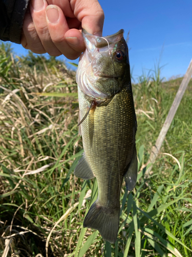 ラージマウスバスの釣果