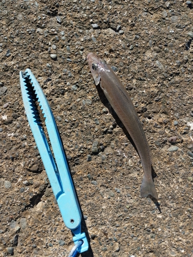 キスの釣果