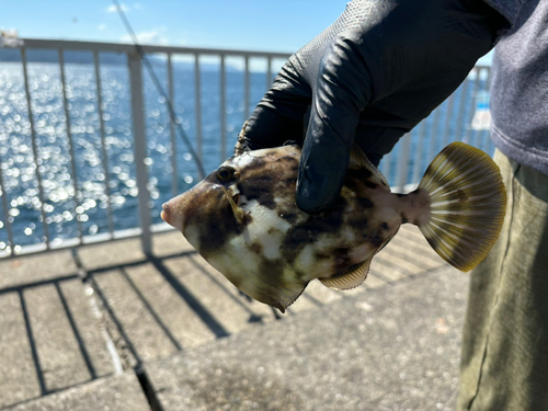 カワハギの釣果