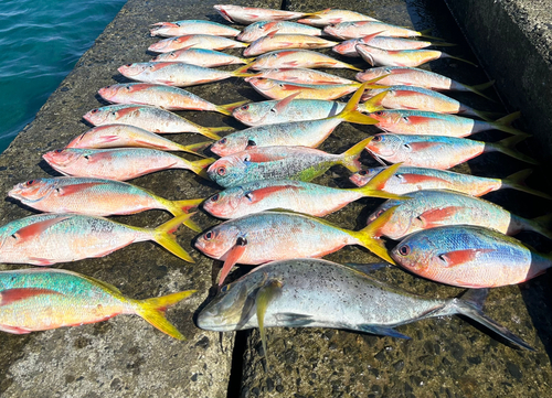 ウメイロモドキの釣果