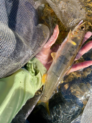 アユの釣果