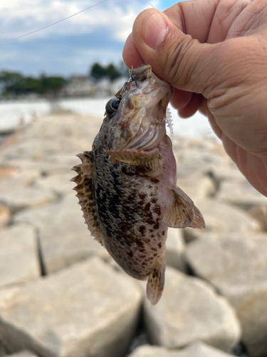 ムラソイの釣果