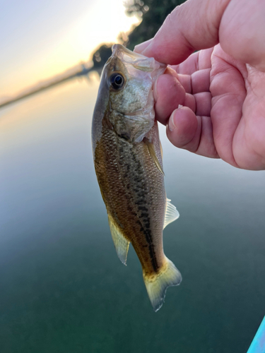 ラージマウスバスの釣果