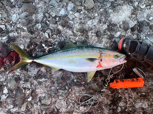 イナダの釣果