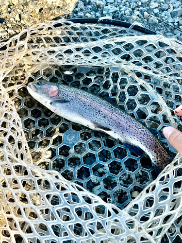 ニジマスの釣果