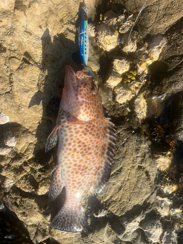 オオモンハタの釣果