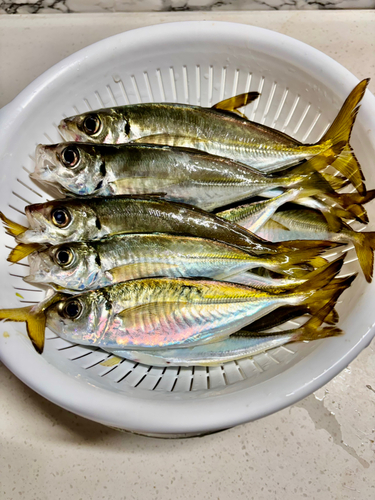 アジの釣果