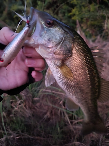 ラージマウスバスの釣果