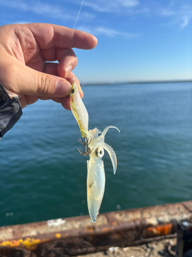 マメイカの釣果