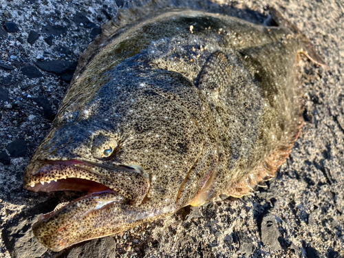 ヒラメの釣果