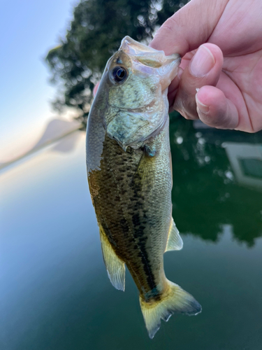 ラージマウスバスの釣果