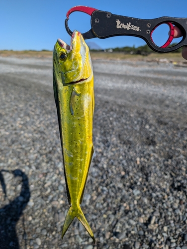 シイラの釣果