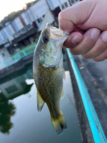 ラージマウスバスの釣果