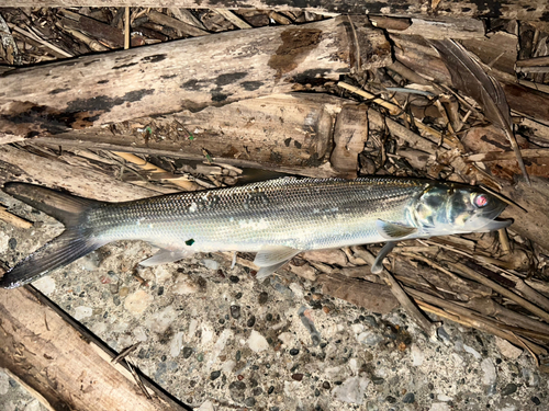 釣果