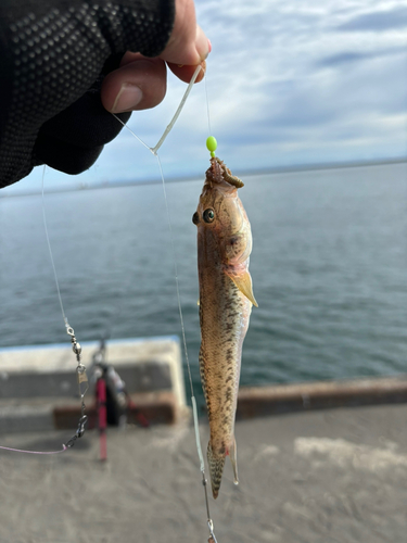 ハゼの釣果