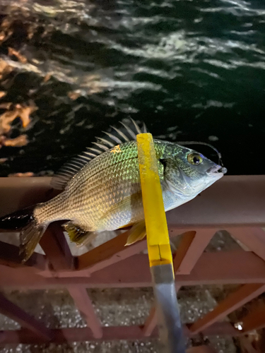 キビレの釣果