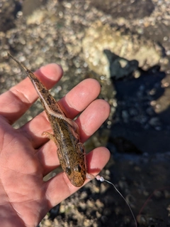 マハゼの釣果