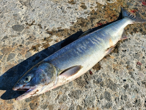 アキアジの釣果