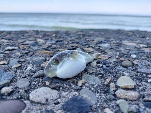 クサフグの釣果