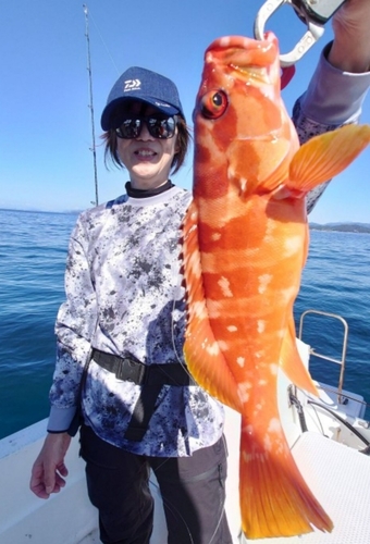 アカハタの釣果