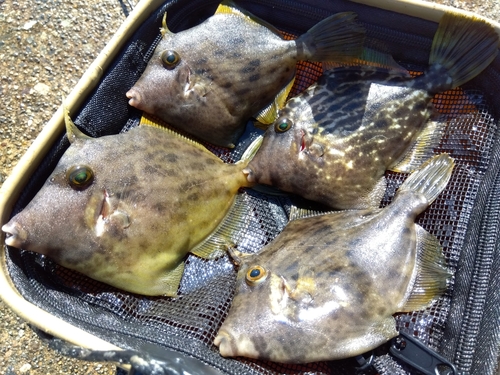 カワハギの釣果