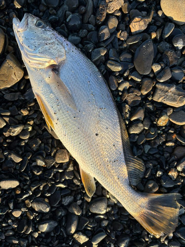 オオニベの釣果